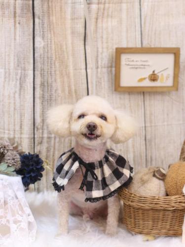 20241022もものすけくん